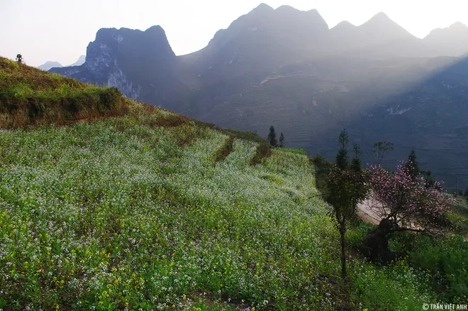 Bức tranh xuân ở Hà Giang Bức tranh xuân ở Hà Giang