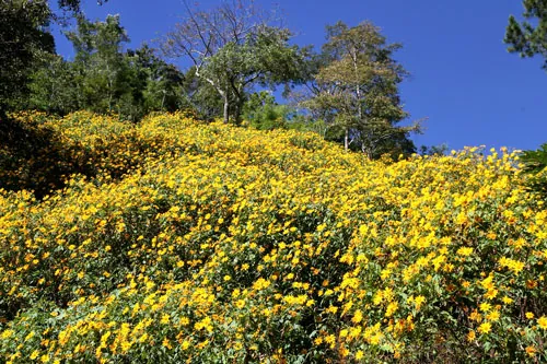 Chiêm ngưỡng mùa dã quỳ phủ vàng thành phố ngàn hoa Chiêm ngưỡng mùa dã quỳ phủ vàng thành phố ngàn hoa