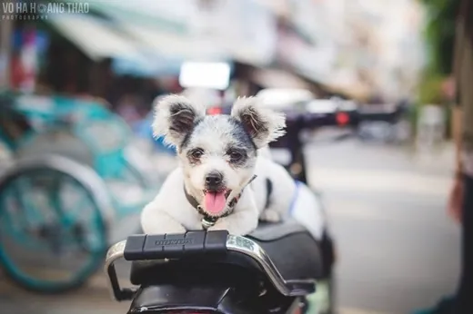 Có ai biết chăng Biên Hòa cũng thật đẹp, thật đáng yêu? Có ai biết chăng Biên Hòa cũng thật đẹp thật đáng yêu