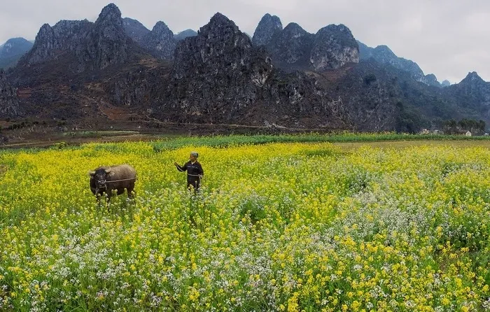 Con đường Hạnh Phúc Hà Giang 50 năm sau Con đường Hạnh Phúc Hà Giang 50 năm sau