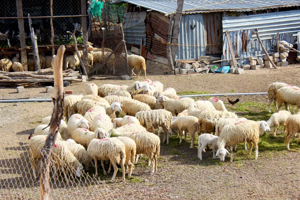 Cung đường biển Phan Rang - Vĩnh Hy Cung đường biển Phan Rang Vĩnh Hy