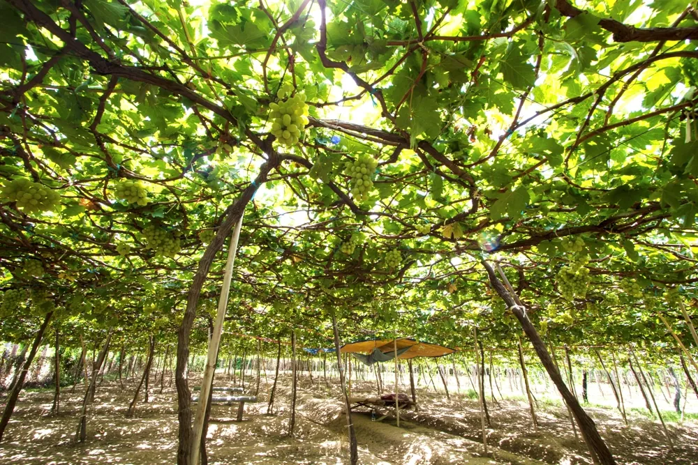 Cung đường biển Phan Rang - Vĩnh Hy Cung đường biển Phan Rang Vĩnh Hy