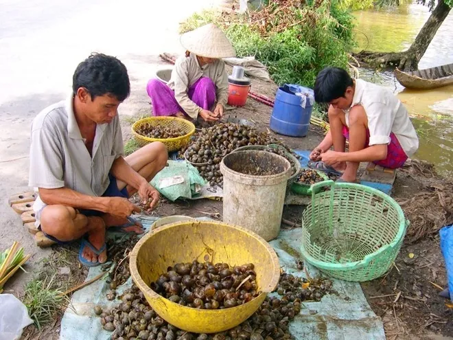 Đắm đuối hương vị gỏi ốc bươu Đà Nẵng