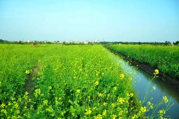 Đắm mình trong những cánh đồng hoa cực đẹp ở Việt Nam Đắm mình trong những cánh đồng hoa cực đẹp ở Việt Nam