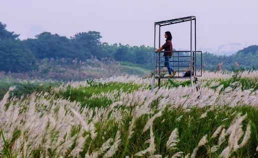 Đắm mình trong những cánh đồng hoa cực đẹp ở Việt Nam Đắm mình trong những cánh đồng hoa cực đẹp ở Việt Nam