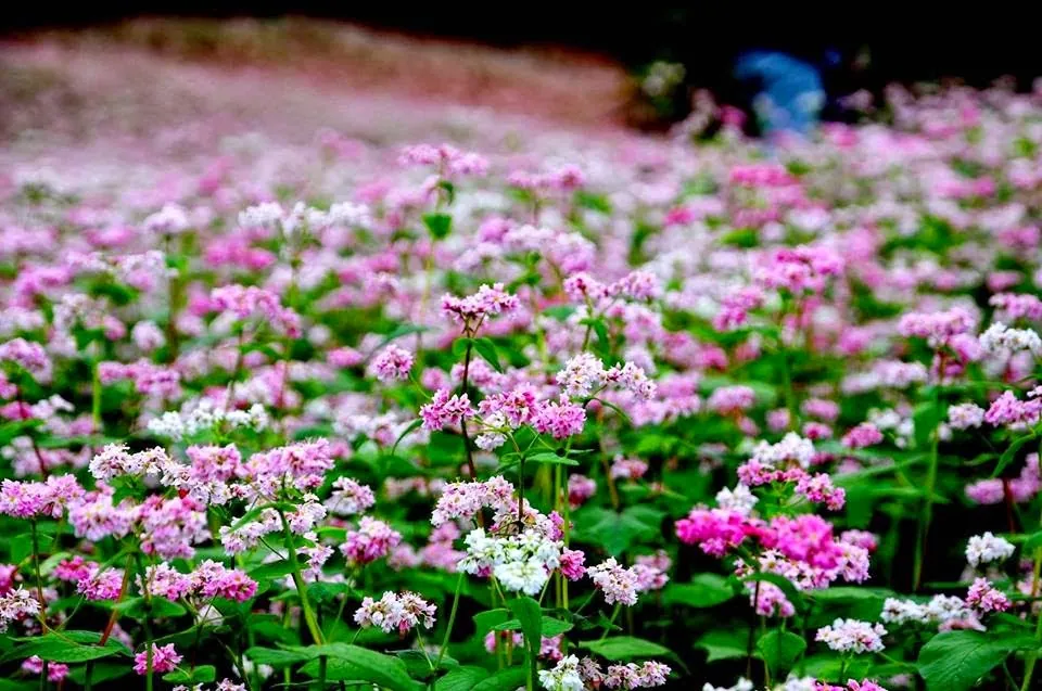 Đắm mình trong những cánh đồng hoa cực đẹp ở Việt Nam Đắm mình trong những cánh đồng hoa cực đẹp ở Việt Nam