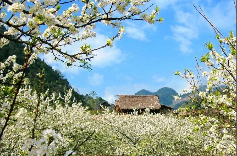 Đắm mình trong những cánh đồng hoa cực đẹp ở Việt Nam Đắm mình trong những cánh đồng hoa cực đẹp ở Việt Nam
