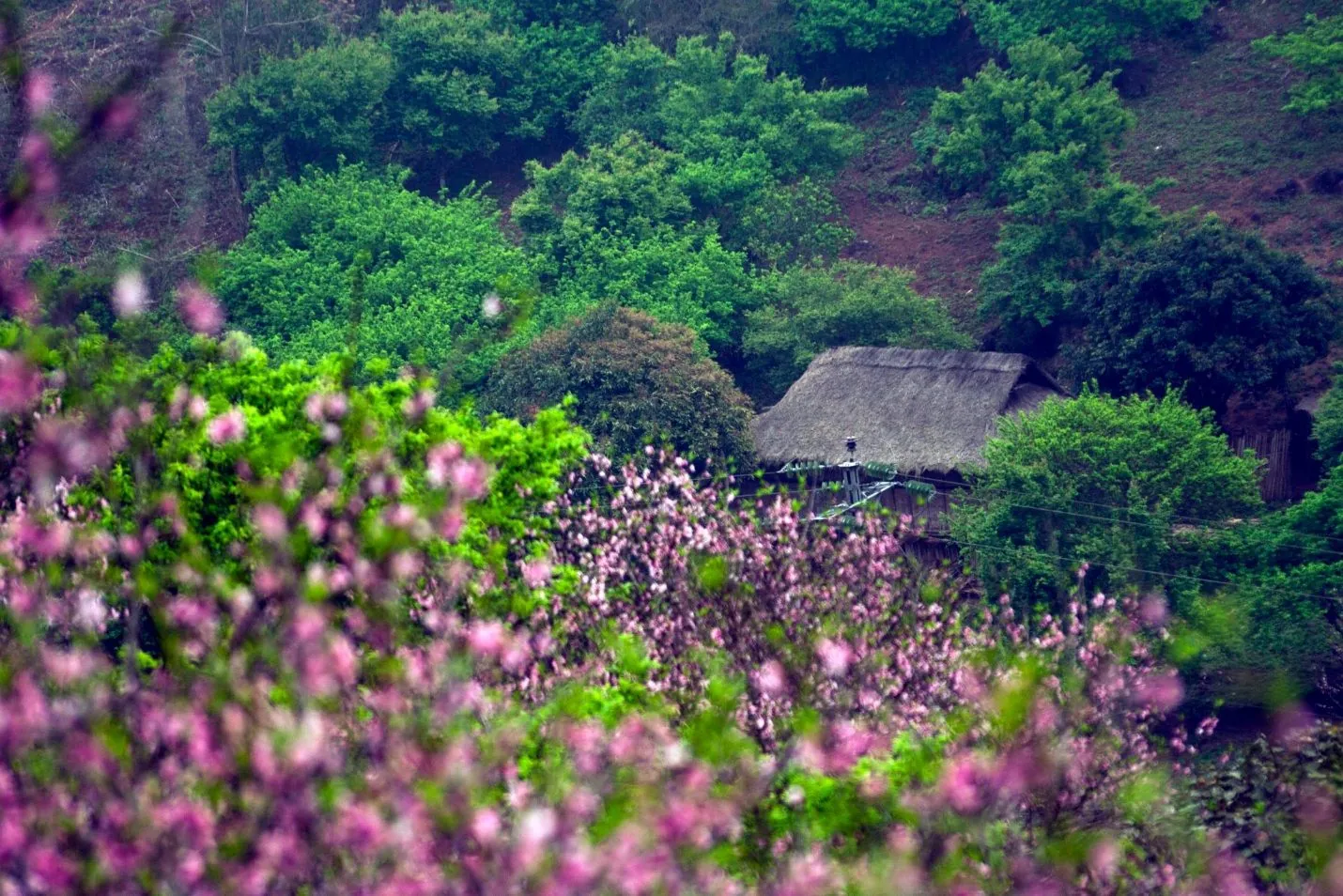 Đắm mình trong những cánh đồng hoa cực đẹp ở Việt Nam Đắm mình trong những cánh đồng hoa cực đẹp ở Việt Nam