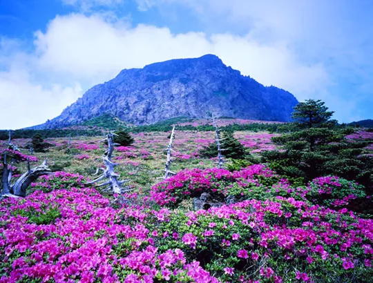 Đảo Jeju Thiên đường trong Bản tình ca mùa đông