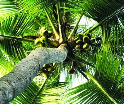 Đến Bến Tre say đắm bóng dừa Đến Bến Tre say đắm bóng dừa