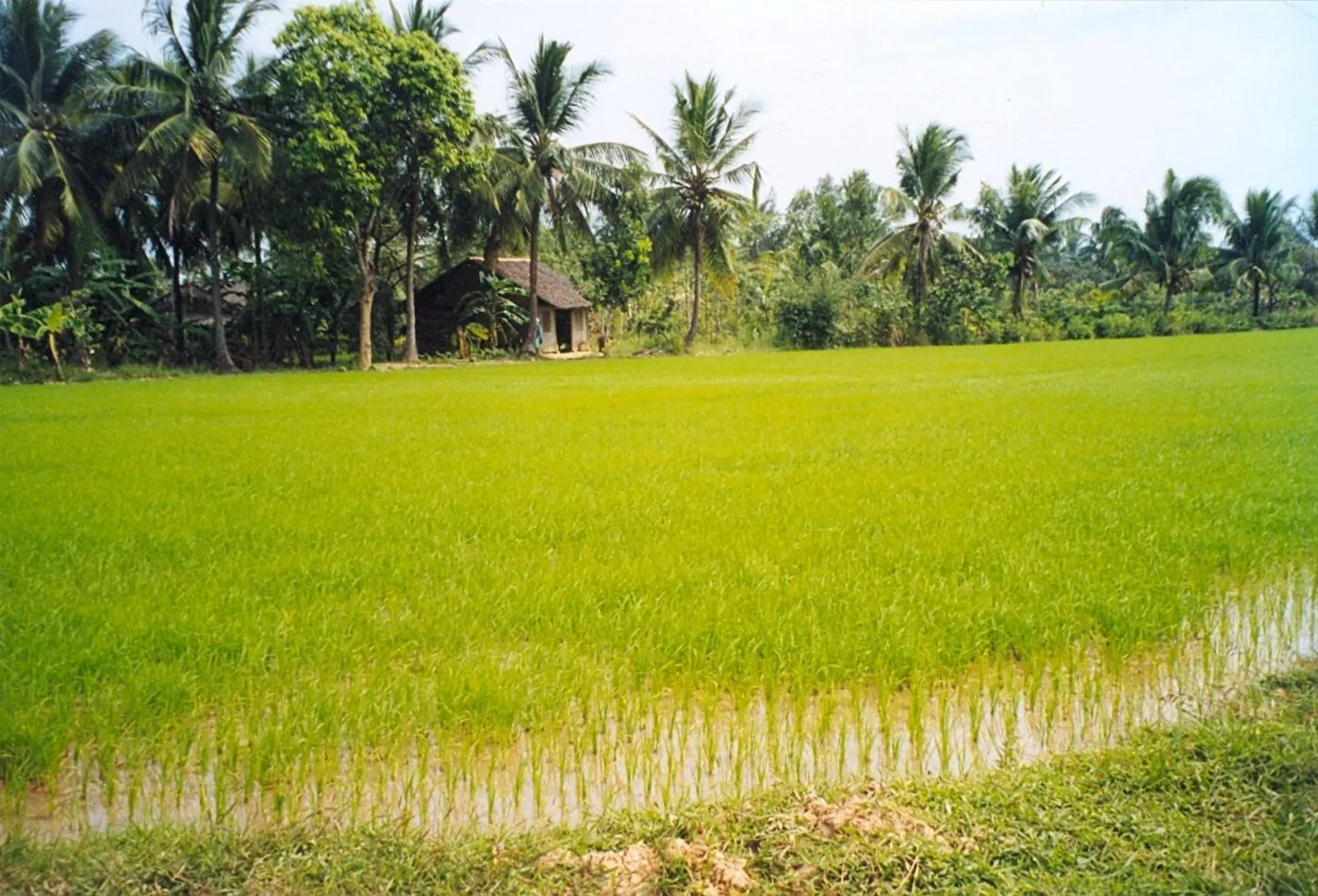 Đến Bến Tre say đắm bóng dừa