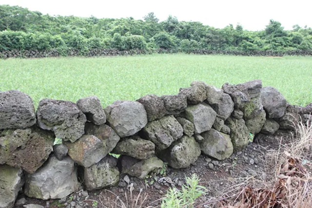 Đến đảo Jeju ngắm đá đen Đến đảo Jeju ngắm đá đen