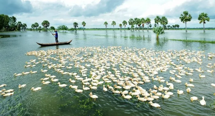 Đẹp lắm An Giang mùa nước nổi Đẹp lắm An Giang mùa nước nổi