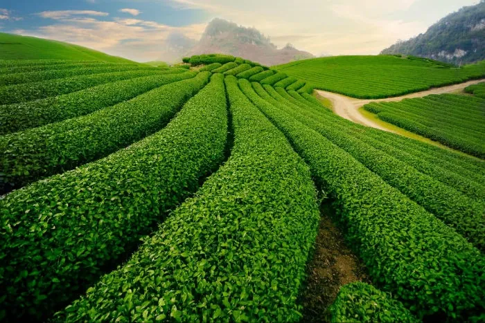 Đẹp mơ màng Mộc Châu những ngày thu về