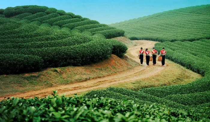 Đẹp mơ màng Mộc Châu những ngày thu về
