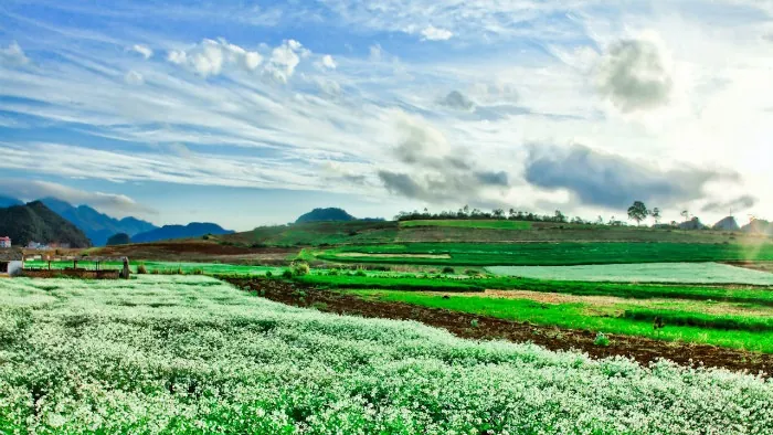 Đẹp mơ màng Mộc Châu những ngày thu về