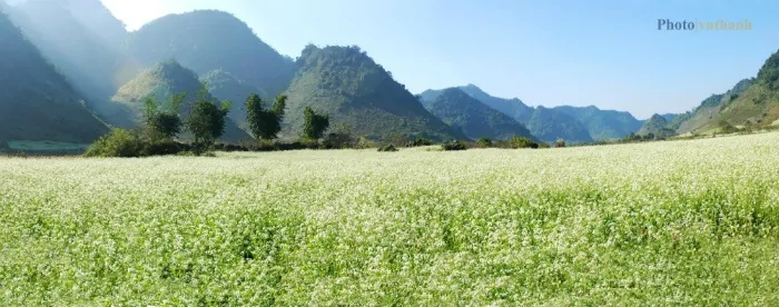 Đẹp mơ màng Mộc Châu những ngày thu về