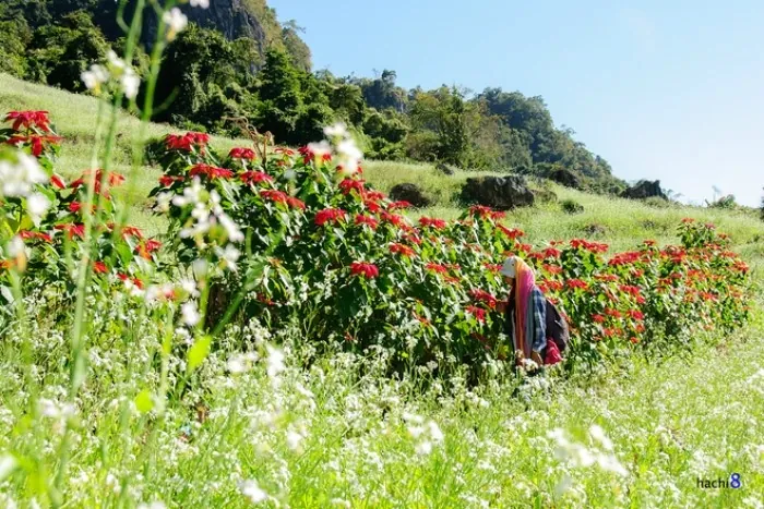 Đẹp mơ màng Mộc Châu những ngày thu về