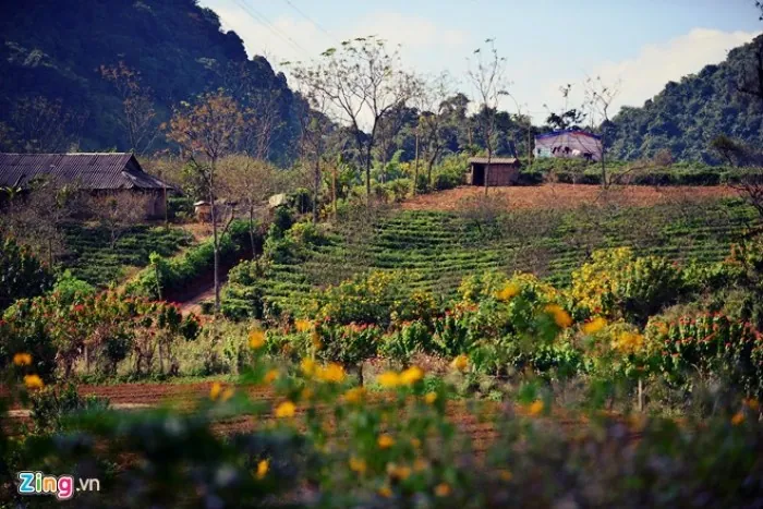 Đẹp mơ màng Mộc Châu những ngày thu về
