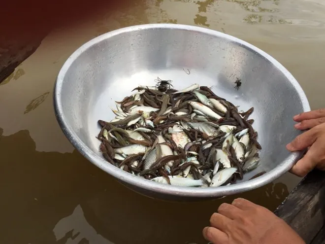 Du lịch An Giang về cù lao Vàm Nao mùa nước nổi Du lịch An Giang về cù lao Vàm Nao mùa nước nổi