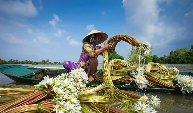 Du lịch Châu Đốc hái bông súng mùa nước nổi Du lịch Châu Đốc hái bông súng mùa nước nổi
