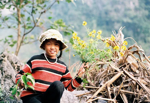 Du lịch Hà Giang có một mùa hoa cúc ở Đồng Văn Du lịch Hà Giang có một mùa hoa cúc ở Đồng Văn