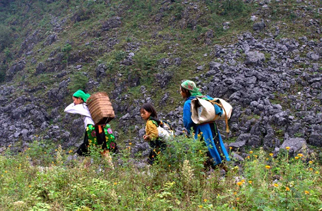 Du lịch Hà Giang có một mùa hoa cúc ở Đồng Văn Du lịch Hà Giang có một mùa hoa cúc ở Đồng Văn