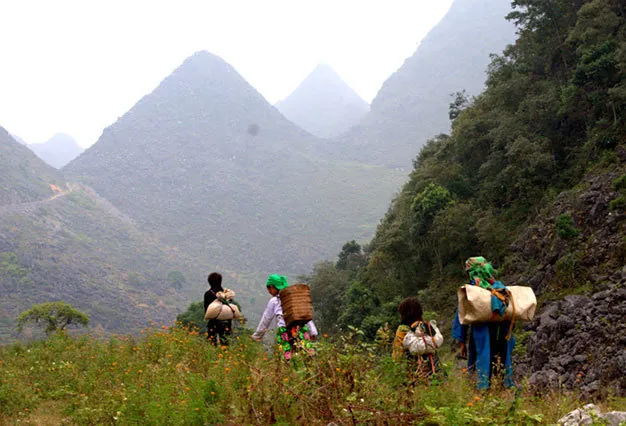 Du lịch Hà Giang ​có một mùa hoa cúc ở Đồng Văn