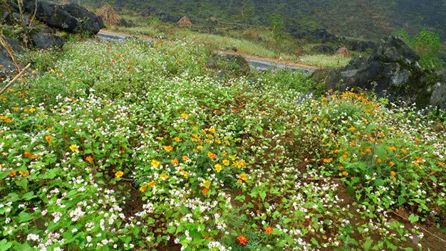 Du lịch Hà Giang có một mùa hoa cúc ở Đồng Văn Du lịch Hà Giang có một mùa hoa cúc ở Đồng Văn