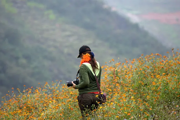 Du lịch Hà Giang có một mùa hoa cúc ở Đồng Văn Du lịch Hà Giang có một mùa hoa cúc ở Đồng Văn