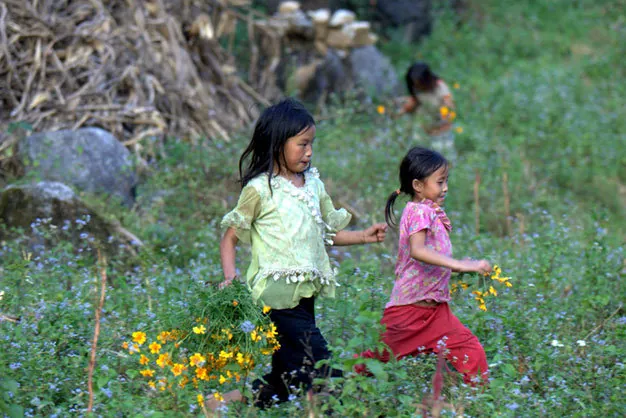 Du lịch Hà Giang có một mùa hoa cúc ở Đồng Văn Du lịch Hà Giang có một mùa hoa cúc ở Đồng Văn