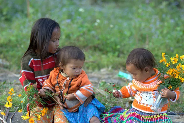 Du lịch Hà Giang có một mùa hoa cúc ở Đồng Văn Du lịch Hà Giang có một mùa hoa cúc ở Đồng Văn