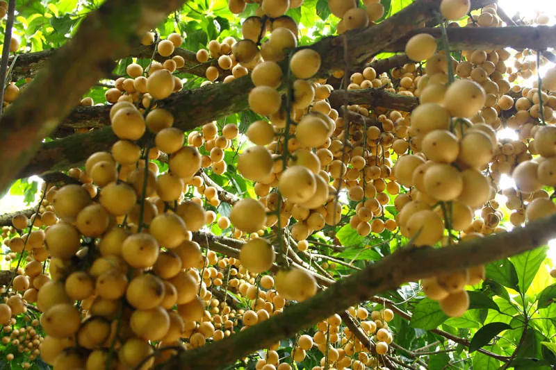 Giải đáp những thắc mắc thường gặp khi du lịch Cà Mau Giải đáp những thắc mắc thường gặp khi du lịch Cà Mau