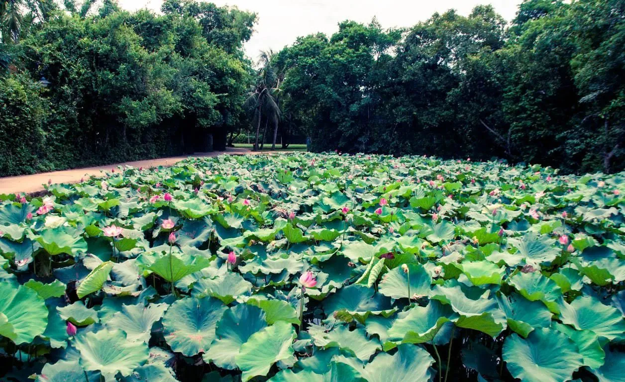 Giản dị ngôi nhà của Bác ở làng Sen Giản dị ngôi nhà của Bác ở làng Sen