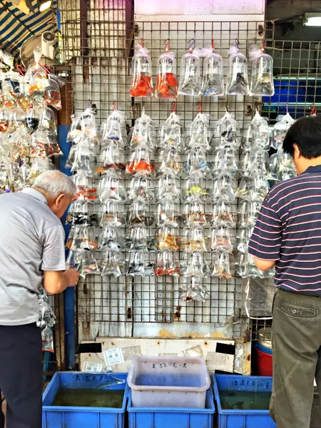 Gợi ý chi tiết ăn chơi Hong Kong của Brad Lau Gợi ý chi tiết ăn chơi Hong Kong của Brad Lau