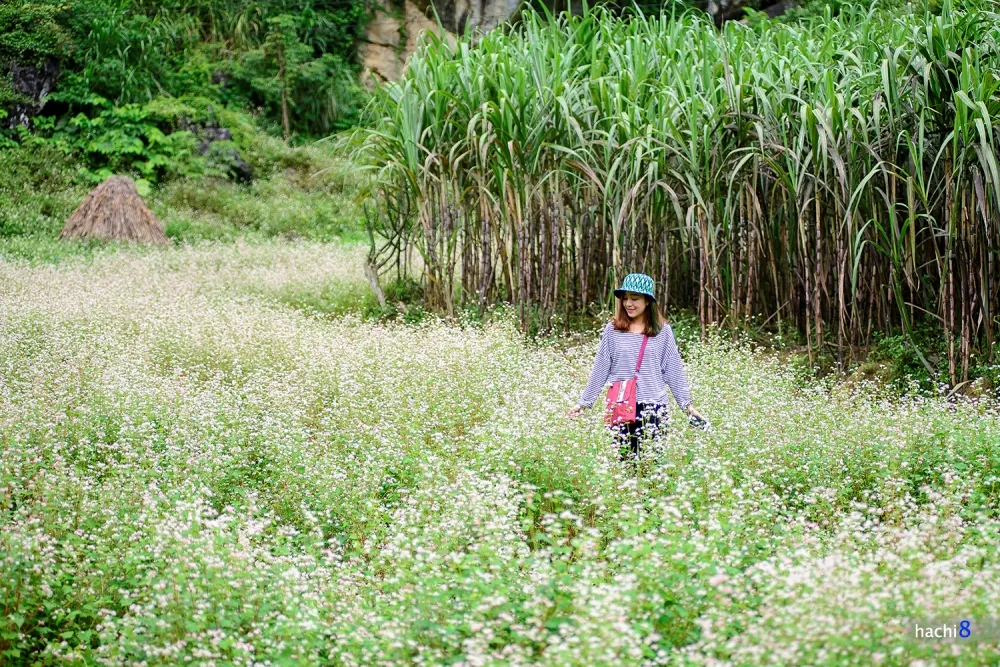 Hà Giang rực rỡ mùa hoa tam giác mạch Hà Giang rực rỡ mùa hoa tam giác mạch