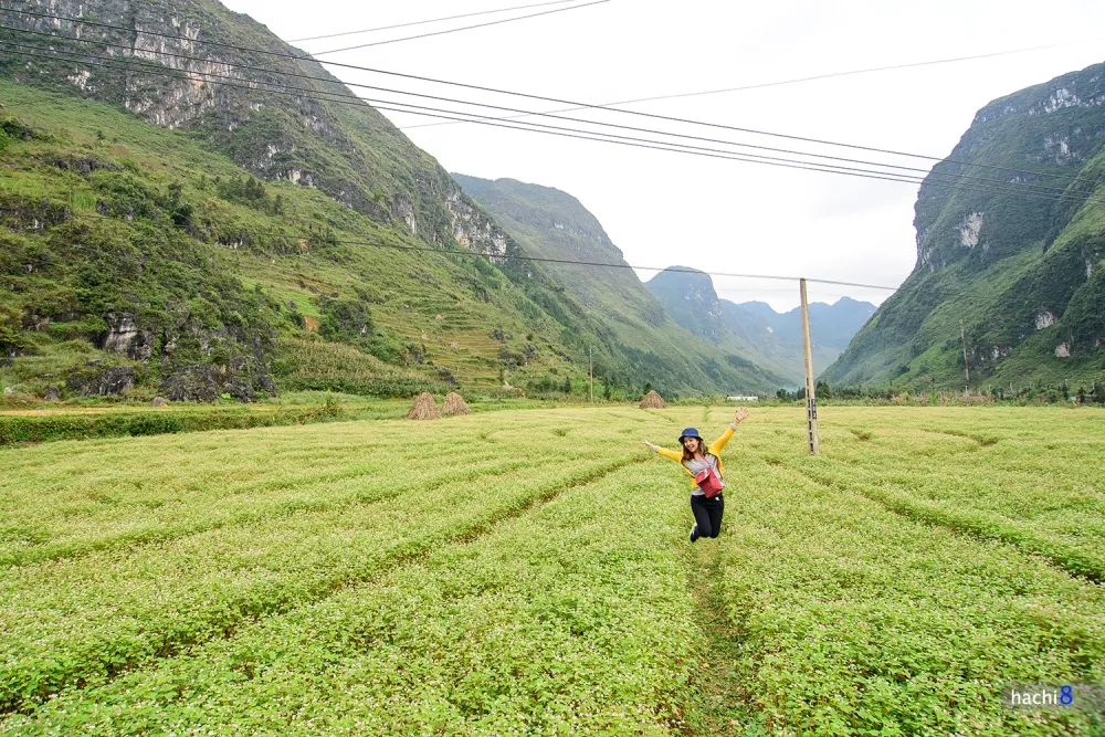 Hà Giang rực rỡ mùa hoa tam giác mạch Hà Giang rực rỡ mùa hoa tam giác mạch