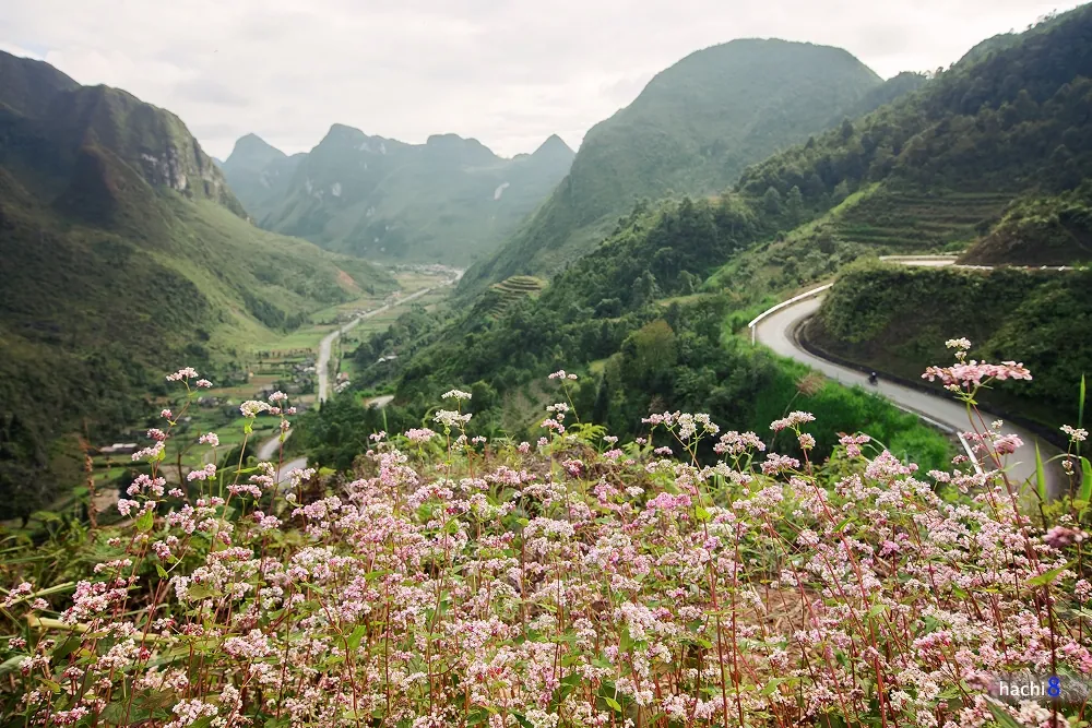 Hà Giang rực rỡ mùa hoa tam giác mạch Hà Giang rực rỡ mùa hoa tam giác mạch