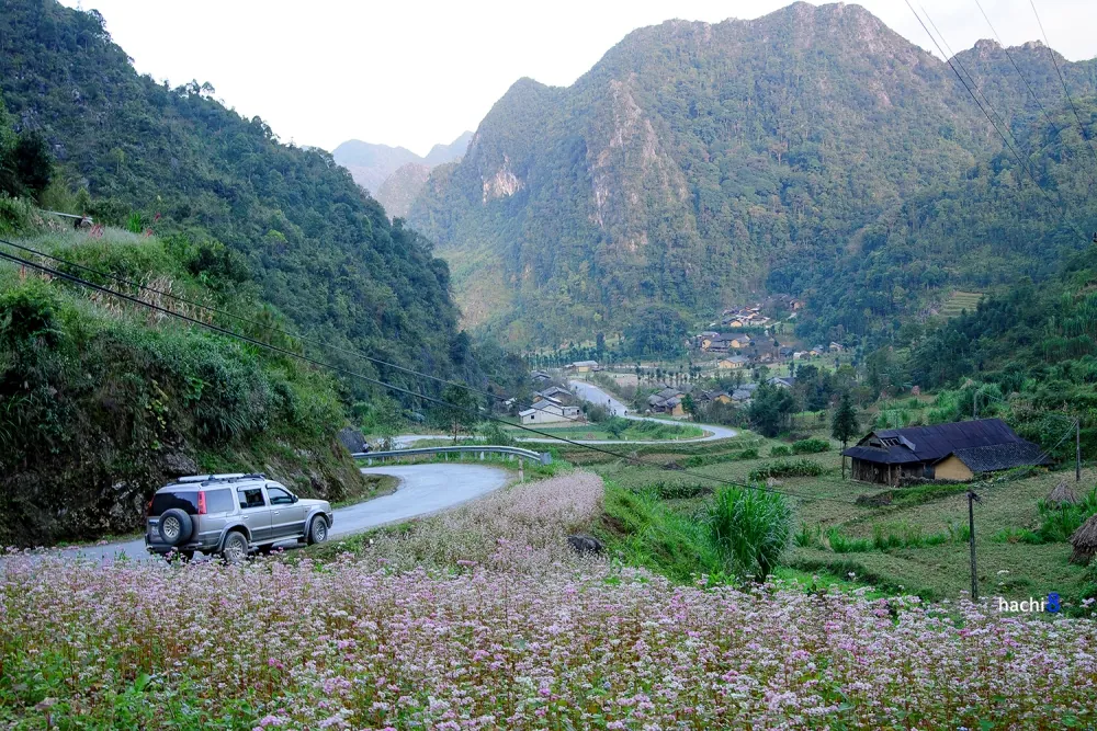 Hà Giang rực rỡ mùa hoa tam giác mạch Hà Giang rực rỡ mùa hoa tam giác mạch