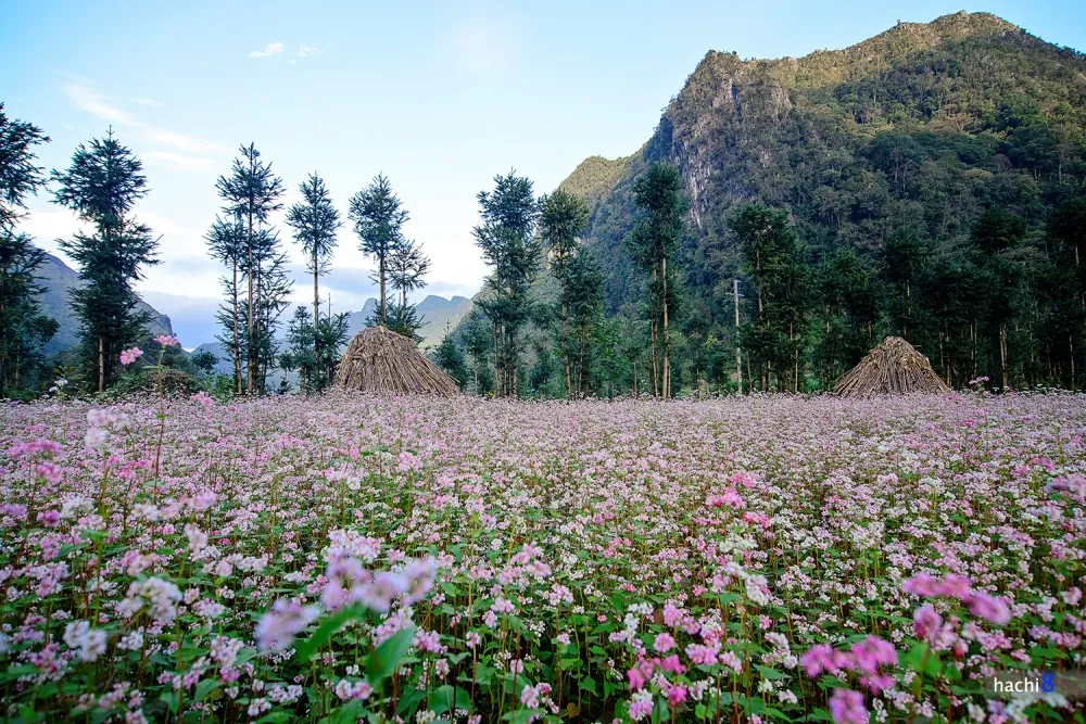 Hà Giang rực rỡ mùa hoa tam giác mạch Hà Giang rực rỡ mùa hoa tam giác mạch