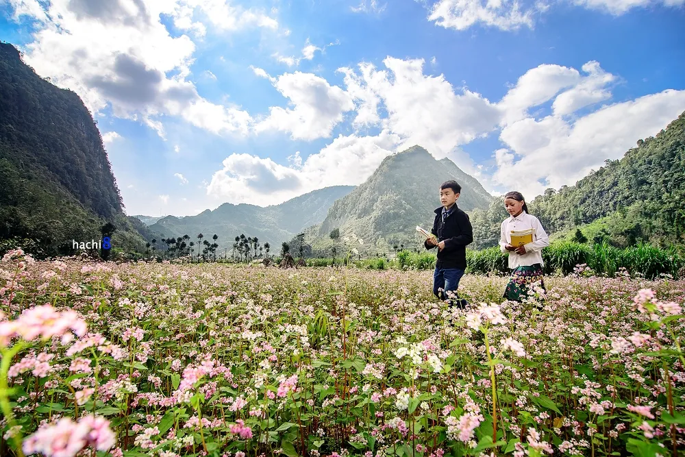 Hà Giang rực rỡ mùa hoa tam giác mạch Hà Giang rực rỡ mùa hoa tam giác mạch