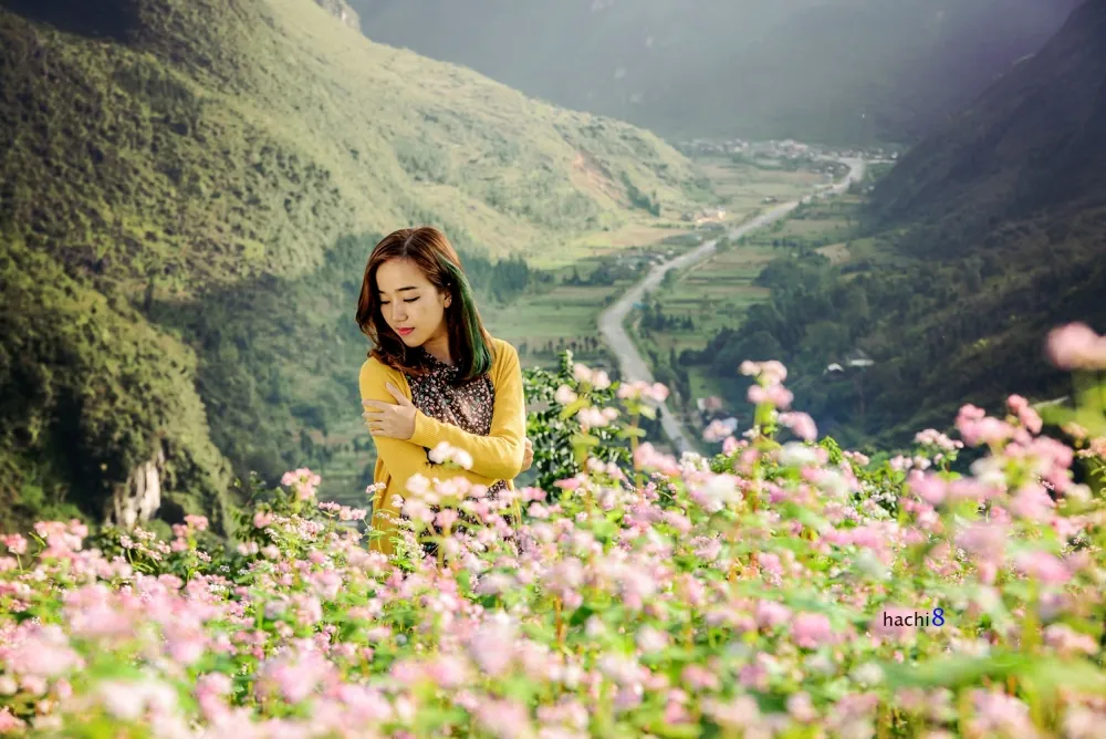 Hà Giang rực rỡ mùa hoa tam giác mạch Hà Giang rực rỡ mùa hoa tam giác mạch