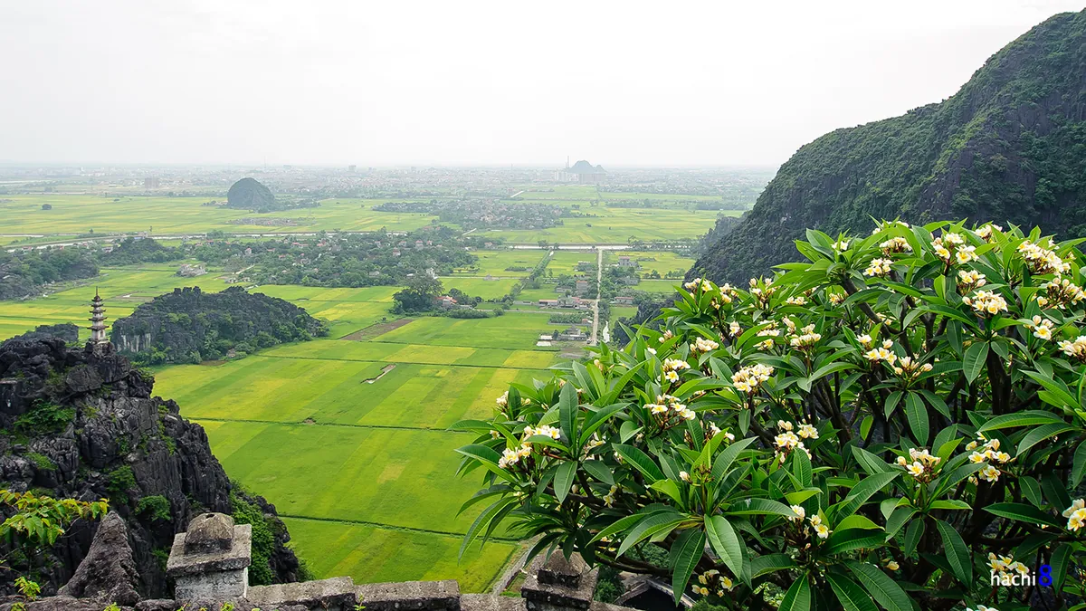 Hang Múa - nơi ngắm mùa lúa chín ở Tam Cốc Hang Múa nơi ngắm mùa lúa chín ở Tam Cốc