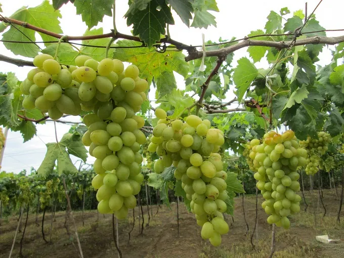 Hè về khám phá vườn nho Ninh Thuận Hè về khám phá vườn nho Ninh Thuận