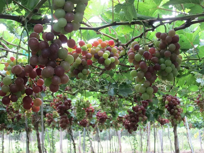Hè về khám phá vườn nho Ninh Thuận Hè về khám phá vườn nho Ninh Thuận