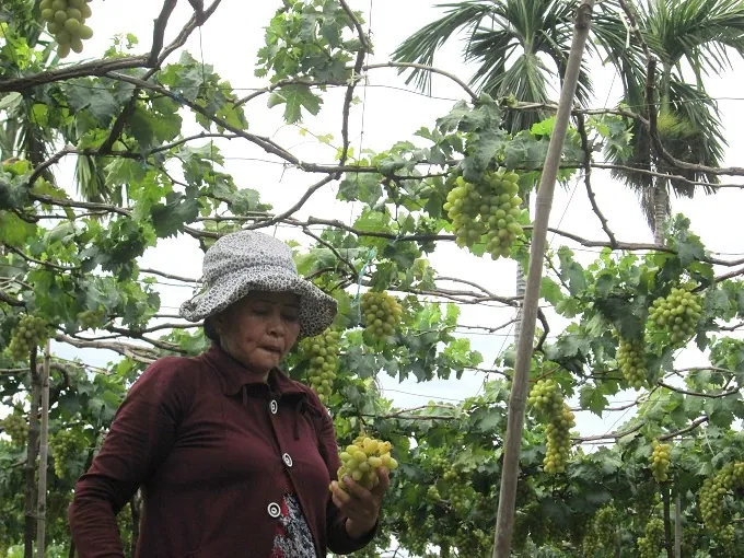 Hè về khám phá vườn nho Ninh Thuận