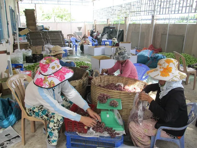 Hè về khám phá vườn nho Ninh Thuận
