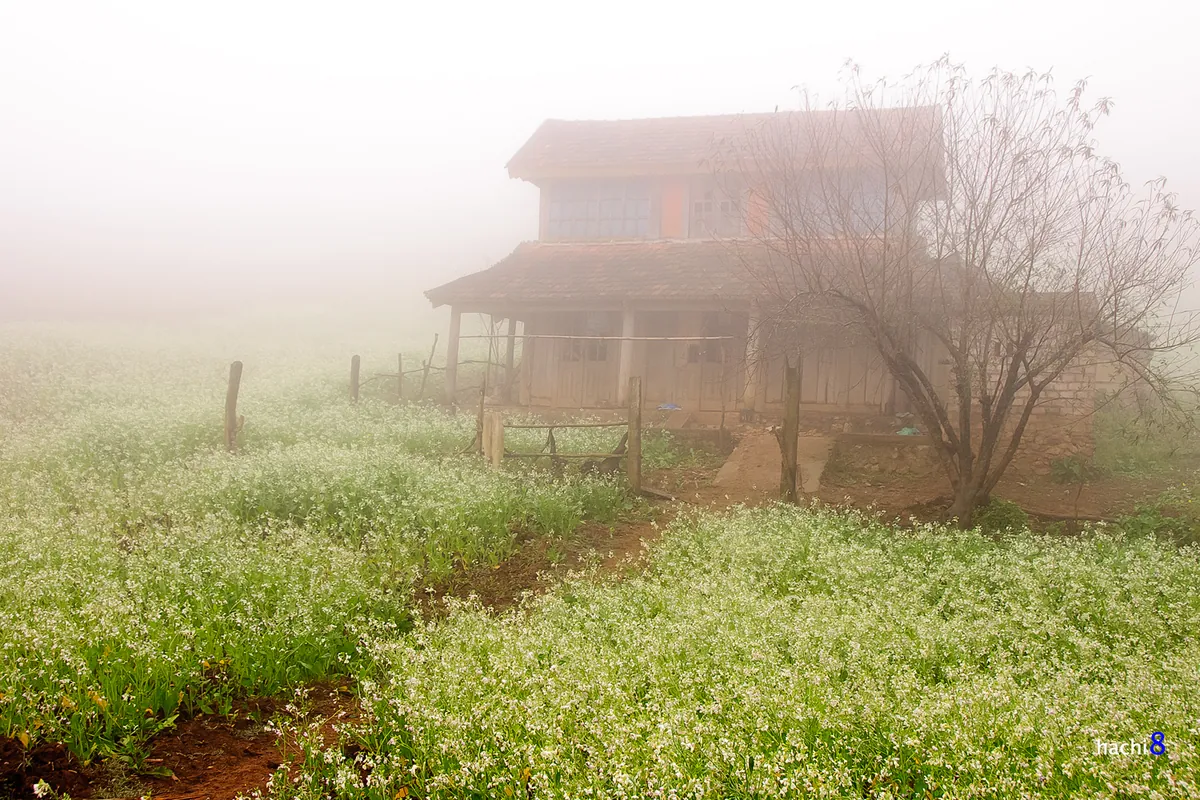 Hoa cải trắng tinh khôi trong tiết giao mùa ở Mộc Châu Hoa cải trắng tinh khôi trong tiết giao mùa ở Mộc Châu
