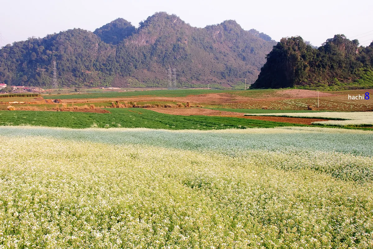 Hoa cải trắng tinh khôi trong tiết giao mùa ở Mộc Châu Hoa cải trắng tinh khôi trong tiết giao mùa ở Mộc Châu