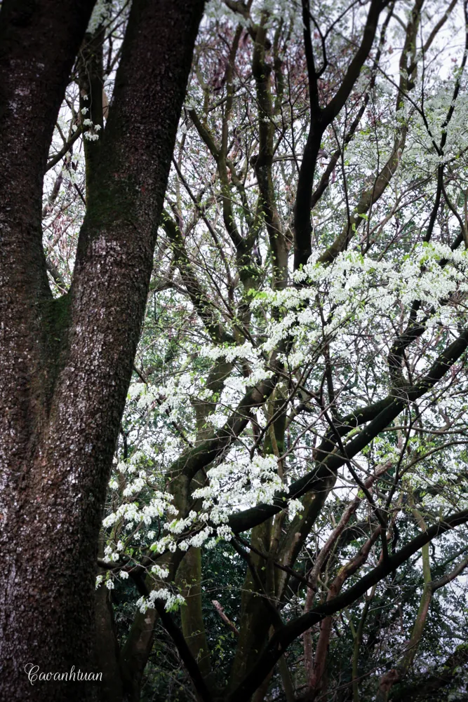Hoa sưa phủ tuyết trên đường phố Hà Nội